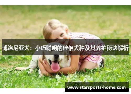 博洛尼亚犬：小巧聪明的伴侣犬种及其养护秘诀解析